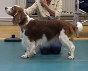  Limit Dog